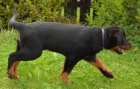 Beauceron �t�n�