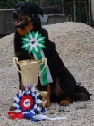Beauceron �t�n�