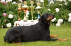 Beauceron �t�n�