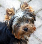 �t��ata jork��rsk�ho teri�ra