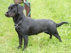 Labradorka �ern� , k��enka 13ti m�s��n�