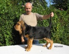 BLOODHOUND �t��ata