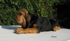 BLOODHOUND �t��ata