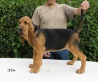 BLOODHOUND �t��ata