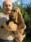 BLOODHOUND �t��ata