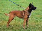 Belgick� ov��k-Malinois