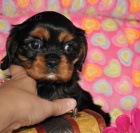 �t���tka kaval�rk� s PP