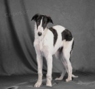 BARZOJ - RUSK� CHRT, �t��ata s PP