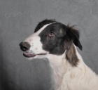 BARZOJ - RUSK� CHRT, �t��ata s PP