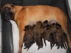 BO Malinois �t�nata s PP