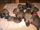 BO Malinois �t�nata s PP