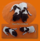 �t��ata NKO s PP