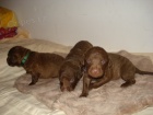 �t��ata Chesapeake bay retriever