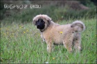 Kavkazsk� pasteveck� pes s PP