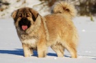 Kavkazsk� pasteveck� pes s PP