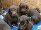Flat coated retriever s PP