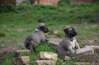 Kangal (registrovan� anatolsk� pasteveck� pes)