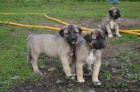 Kangal (registrovan� anatolsk� pasteveck� pes)