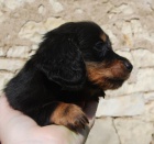 Jezev��k - �ern� pejsek