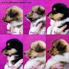 Dlouhosrst� kolie - �te�ata s PP