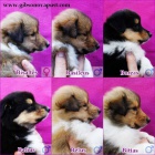 Dlouhosrst� kolie - �te�ata s PP