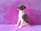 Whippet - �t���tka s PP
