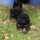 Chodsk� pes �t��ata