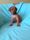 Rhod�sk� ridgeback