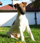 �t�n� foxteri�r hladkosrst�