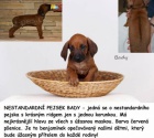 Rhod�sk� ridgeback - �t��ata s PP ihned k odb�ru