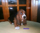 Basset hound-�t��ata
