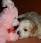 Havansk� ps�k - kr�sn� �t���tka