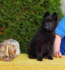 Belgick� ov��k Groenendael a Tervueren