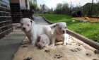  Americk� buldok - American Bulldog