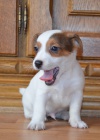 jack russell terier