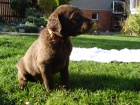 �t��ata Chesapeake bay retriever