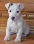 jack russell terier