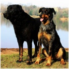 Beauceron- strakat� spole�n�k a ochr�nce s PP