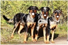 Beauceron- strakat� spole�n�k a ochr�nce s PP