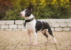 Miniaturn� bullterrier