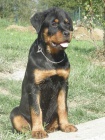 rottweiler - 1/2 ro�n� fena s pp