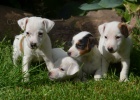 jack russell terier