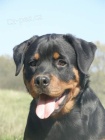 Rottweiler -  fena s pr�kazem p�v.
