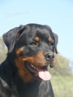 Rottweiler -  fena s pr�kazem p�v.