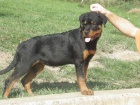 Rottweiler -  fena s pr�kazem p�v.