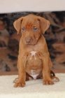 Rhod�sk� ridgeback - �t��ata s PP
