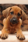 Rhod�sk� ridgeback - �t��ata s PP