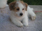 Jack Russell teri�r - �t���tka s PP