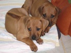 Rhod�sk� ridgeback - �t��ata s PP