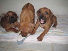 Rhod�sk� ridgeback - �t��ata s PP